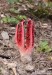 květnatec Archerův (Houby), Clathrus archeri, Phallaceae (Fungi)